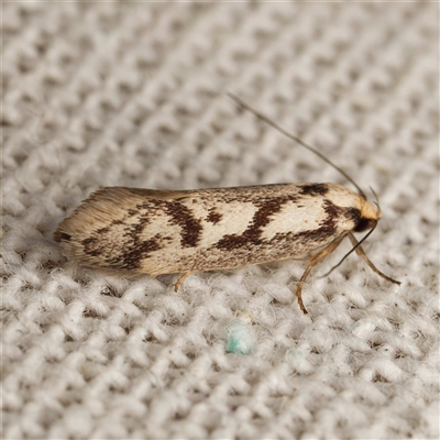 Eusemocosma pruinosa (Philobota Group Concealer Moth) at Harrison, ACT - 21 Oct 2025 by DPRees125
