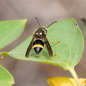 Unverified Wasp (Hymenoptera, Apocrita) at Googong, NSW - 19 Oct 2025 by WHall