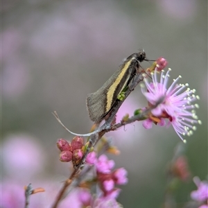 Philobota chrysopotama (A concealer moth) at Fisher, ACT - Today by Miranda