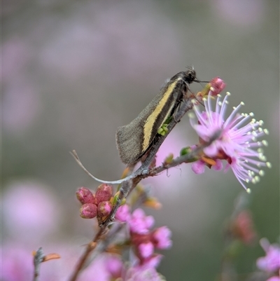 Philobota chrysopotama (A concealer moth) at Fisher, ACT - Yesterday by Miranda