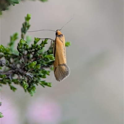 Philobota undescribed species near arabella (A concealer moth) at Fisher, ACT - Yesterday by Miranda