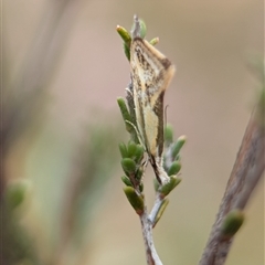 Thema macroscia (A concealer moth) at Fisher, ACT - Yesterday by Miranda