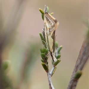 Thema macroscia (A concealer moth) at Fisher, ACT - Today by Miranda