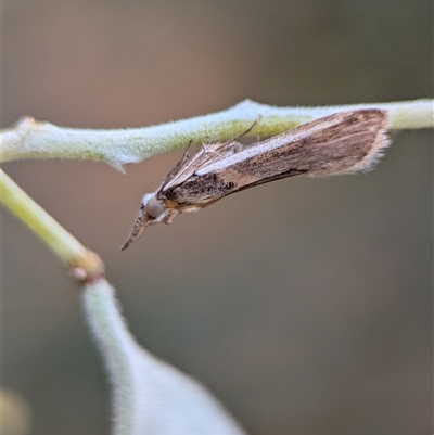 Etiella (genus) at Holder, ACT - Yesterday by Miranda