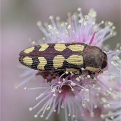 Castiarina decemmaculata (Ten-spot Jewel Beetle) at Fisher, ACT - Yesterday by Miranda