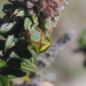 Unverified Shield, Stink or Jewel Bug (Pentatomoidea) at Booth, ACT - 15 Oct 2025 by RAllen
