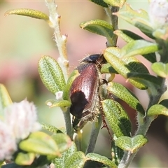 Bisallardiana gymnopleura at Booth, ACT - 15 Oct 2025 by RAllen