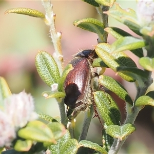 Bisallardiana gymnopleura at Booth, ACT - 15 Oct 2025 by RAllen