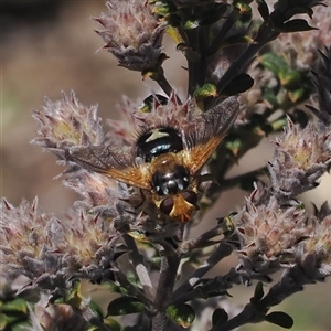 Microtropesa sinuata at Booth, ACT - 15 Oct 2025 by RAllen