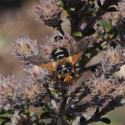 Microtropesa sinuata (A bristle fly) at Booth, ACT - 15 Oct 2025 by RAllen