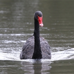 Cygnus atratus (Black Swan) at Bonython, ACT - 21 Oct 2025 by RodDeb