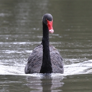 Cygnus atratus by RodDeb