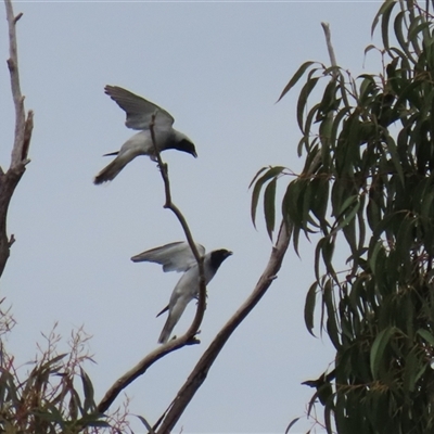 Coracina novaehollandiae at Bonython, ACT - 21 Oct 2025 by RodDeb