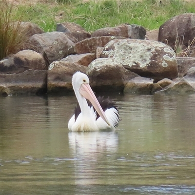 Pelecanus conspicillatus at Bonython, ACT - 21 Oct 2025 by RodDeb