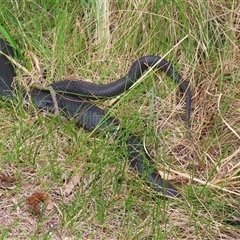 Pseudechis porphyriacus (Red-bellied Black Snake) at Bonython, ACT - 21 Oct 2025 by RodDeb