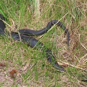 Pseudechis porphyriacus (Red-bellied Black Snake) at Bonython, ACT - Yesterday by RodDeb