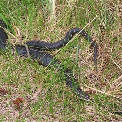 Pseudechis porphyriacus (Red-bellied Black Snake) at Bonython, ACT - 21 Oct 2025 by RodDeb