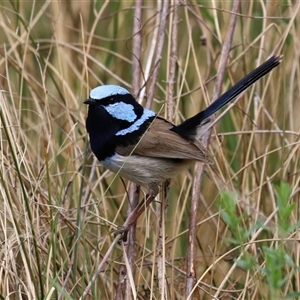 Malurus cyaneus at Bonython, ACT - Yesterday by RodDeb