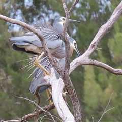 Egretta novaehollandiae (White-faced Heron) at Bonython, ACT - 21 Oct 2025 by RodDeb