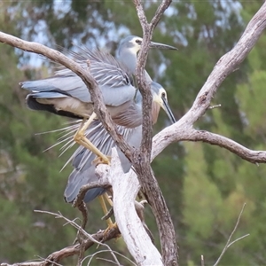 Egretta novaehollandiae at Bonython, ACT - Yesterday by RodDeb