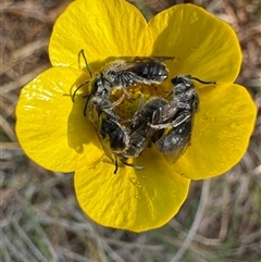 Unverified Bee (Hymenoptera, Apiformes) at Burra, NSW - Yesterday by Safarigirl