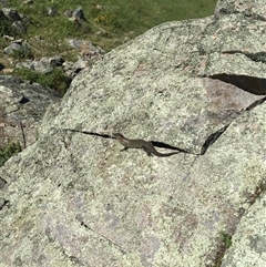 Egernia cunninghami (Cunningham's Skink) at Banks, ACT - 6 Jan 2024 by ChrisSutevski