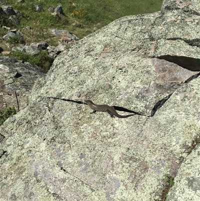 Egernia cunninghami (Cunningham's Skink) at Banks, ACT - 6 Jan 2024 by ChrisSutevski