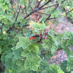 Lissopimpla excelsa (Orchid dupe wasp, Dusky-winged Ichneumonid) at Theodore, ACT - 28 Oct 2024 by ChrisSutevski