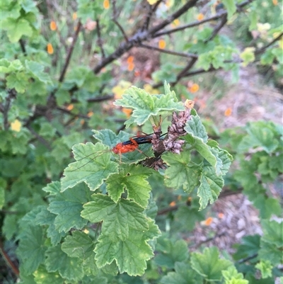 Lissopimpla excelsa (Orchid dupe wasp, Dusky-winged Ichneumonid) at Theodore, ACT - 28 Oct 2024 by ChrisSutevski