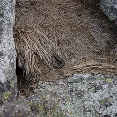 Pseudemoia entrecasteauxii (Woodland Tussock-skink) at Bimberi, NSW - 30 Dec 2020 by ChrisSutevski