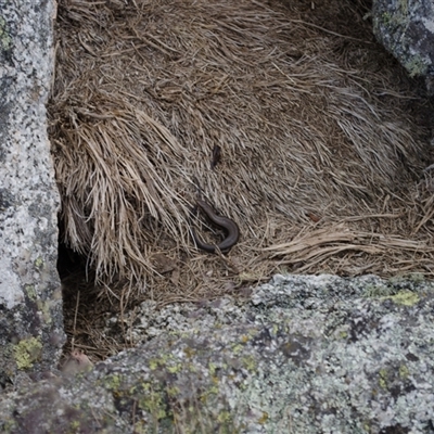 Pseudemoia entrecasteauxii (Woodland Tussock-skink) at Bimberi, NSW - 30 Dec 2020 by ChrisSutevski