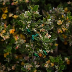 Lamprima aurata at Cotter River, ACT - 30 Dec 2020 by ChrisSutevski