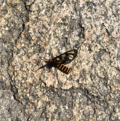 Amata (genus) (Handmaiden Moth) at Tharwa, ACT - 18 Jan 2025 by ChrisSutevski