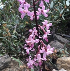 Dipodium roseum (Rosy Hyacinth Orchid) at Tharwa, ACT - 18 Jan 2025 by ChrisSutevski