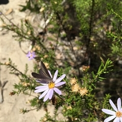 Erina hyacinthina (Varied Dusky-blue) at Tharwa, ACT - 18 Jan 2025 by ChrisSutevski