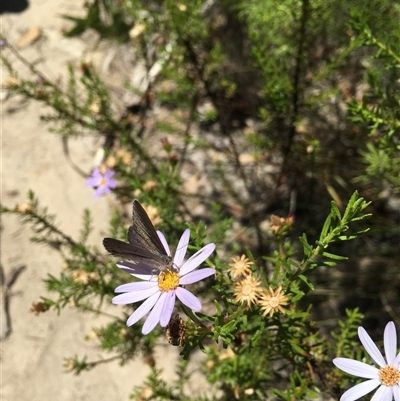 Erina hyacinthina (Varied Dusky-blue) at Tharwa, ACT - 18 Jan 2025 by ChrisSutevski