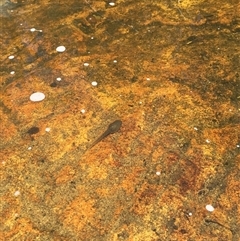 Unverified Frog at Tharwa, ACT - 18 Jan 2025 by ChrisSutevski