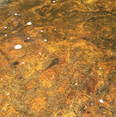 Unverified Frog at Tharwa, ACT - 18 Jan 2025 by ChrisSutevski