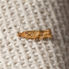 Isochorista ranulana (A Tortricid moth) by DPRees125