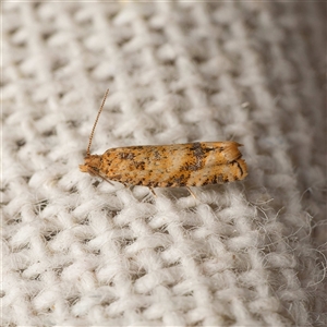 Isochorista ranulana (A Tortricid moth) by DPRees125