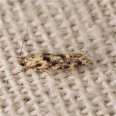 Lepidoptera unclassified ADULT moth at  - suppressed by DPRees125