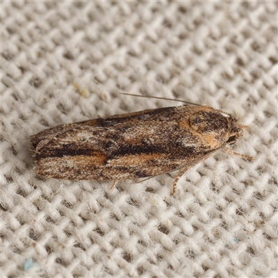 Agriophara discobola (A Flat-bodied moth (Depressidae) at  - suppressed by DPRees125
