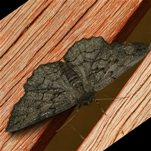 Melanodes anthracitaria (Black Geometrid) by DPRees125