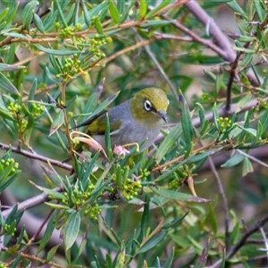 Zosterops lateralis at Theodore, ACT - Today by ChrisSutevski