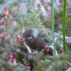 Anthochaera carunculata (Red Wattlebird) at Theodore, ACT - 9 Sep 2025 by ChrisSutevski