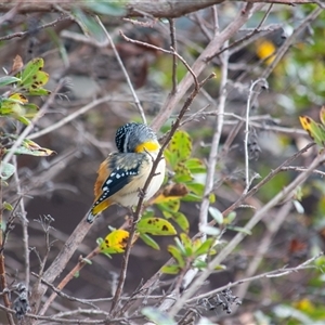 Pardalotus punctatus by ChrisSutevski