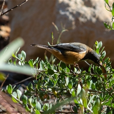 Acanthorhynchus tenuirostris (Eastern Spinebill) at Theodore, ACT - 20 Jun 2025 by ChrisSutevski
