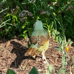 Ptilonorhynchus violaceus (Satin Bowerbird) at Theodore, ACT - 23 Nov 2024 by ChrisSutevski