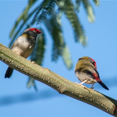 Neochmia temporalis (Red-browed Finch) at Theodore, ACT - 4 Mar 2025 by ChrisSutevski