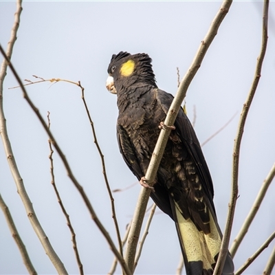Zanda funerea (Yellow-tailed Black-Cockatoo) at Theodore, ACT - 16 Jun 2025 by ChrisSutevski